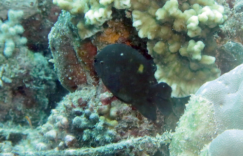 Pomacentrus burroughi observed 2026-07-10