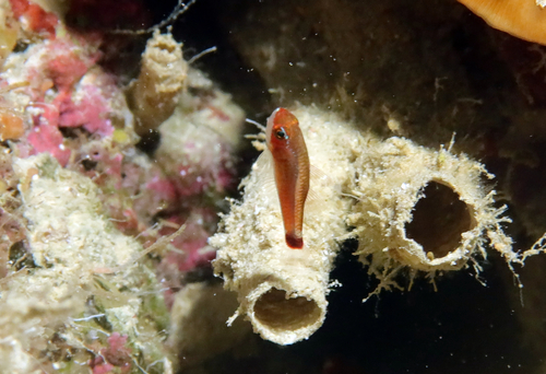 Bluestripe pygmygoby (Trimma tevegae) — Gobiidae — 4
