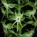 Habenaria amplifolia - Photo (c) Joseph Brider, some rights reserved (CC BY-NC-ND), uploaded by Joseph Brider