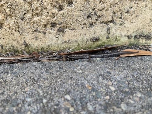 Buchanan's Snake-eyed Skink