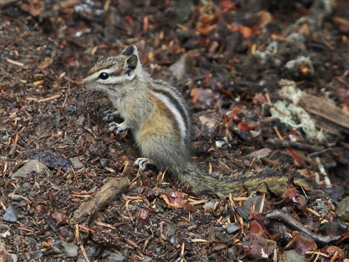 Olympic Chipmunk observed by wendy5