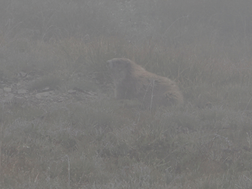 Olympic Marmot observed by wendy5