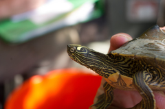 Graptemys sabinensis