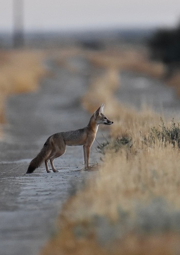 San Joaquin Kit Fox
