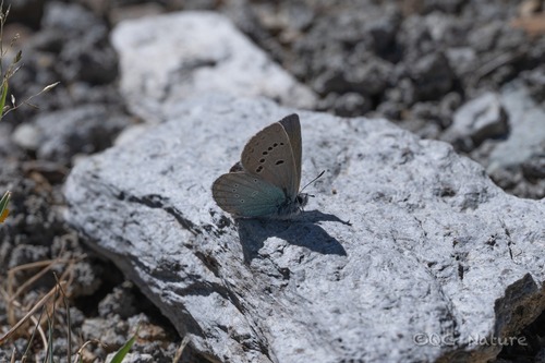 Patricius younghusbandi