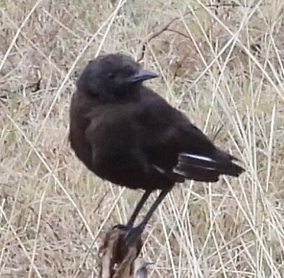 Anteater Chat (Myrmecocichla aethiops), photo 2