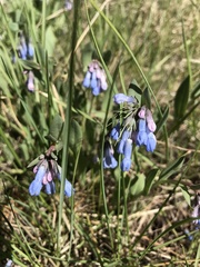 Mertensia oblongifolia