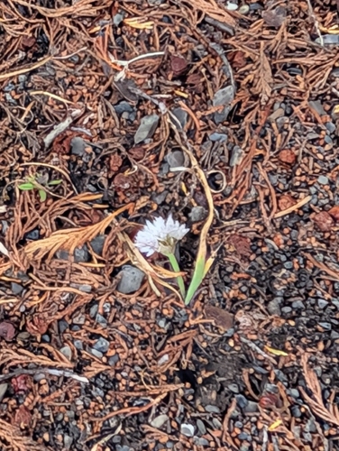 Allium crenulatum, photograph 2