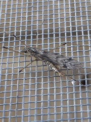 Tipulomorpha
