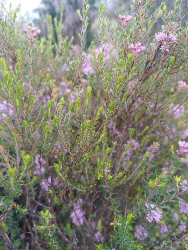 Agathosma serpyllacea, photograph 5