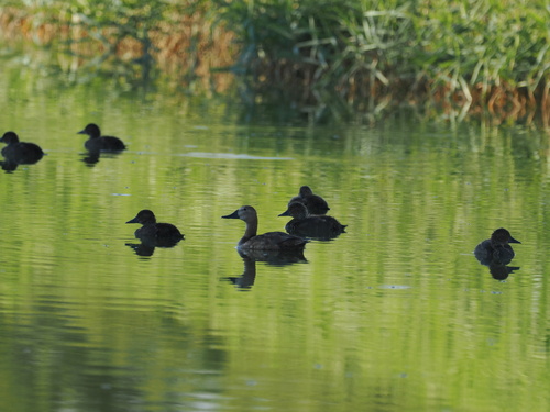 Common Pochard