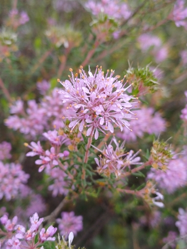 Agathosma serpyllacea, photograph 6