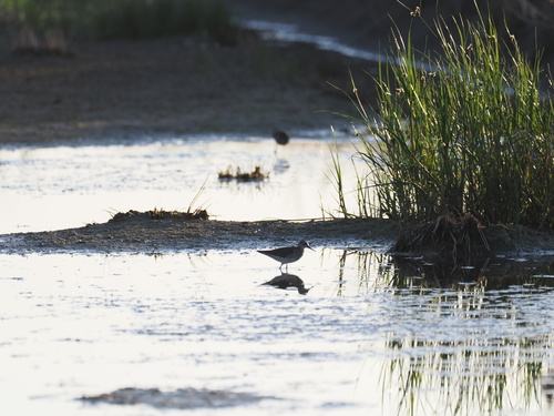 Wood Sandpiper