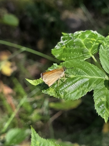 Essex Skipper
