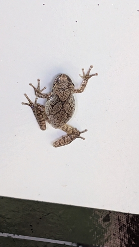 Spring Peeper observed by krcdp9