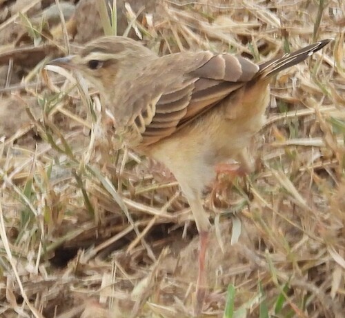 Plain-backed Pipit (Anthus leucophrys)