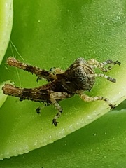 Melanoplus punctulatus