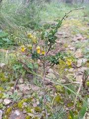 Hermannia alnifolia, photograph (c) Martjie Fia Fourie, some rights reserved (CC BY)
