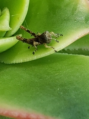 Melanoplus punctulatus