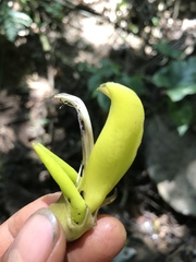 Mucuna sloanei