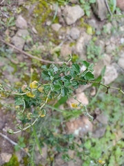 Hermannia alnifolia, photograph (c) Martjie Fia Fourie, some rights reserved (CC BY)