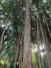Ficus citrifolia
