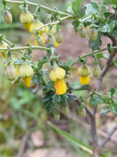 Hermannia alnifolia, photograph 6