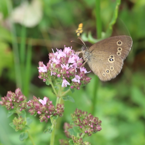 Ringlet