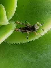 Melanoplus punctulatus