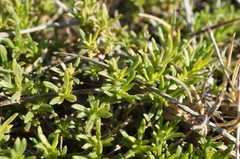 Thymus tauricus