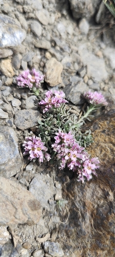 Hormathophylla purpurea