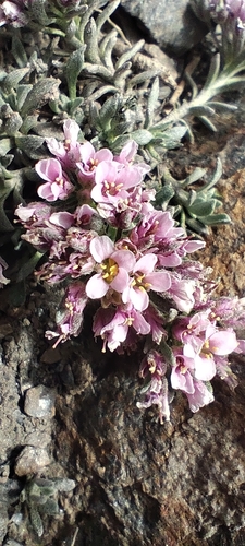 Hormathophylla purpurea, photograph 2