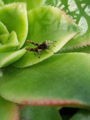 Melanoplus punctulatus