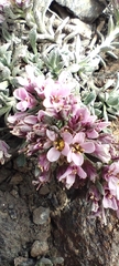 Hormathophylla purpurea, photograph (c) Santiago Martín-Bravo, some rights reserved (CC BY)