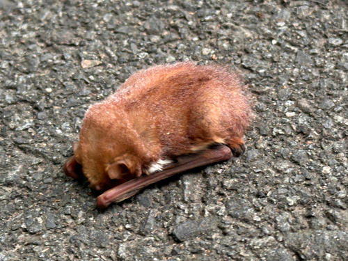 Eastern Red Bat observed by jenna_levendosky