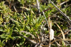 Thymus tauricus