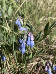Mertensia oblongifolia