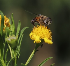 Eristalinus