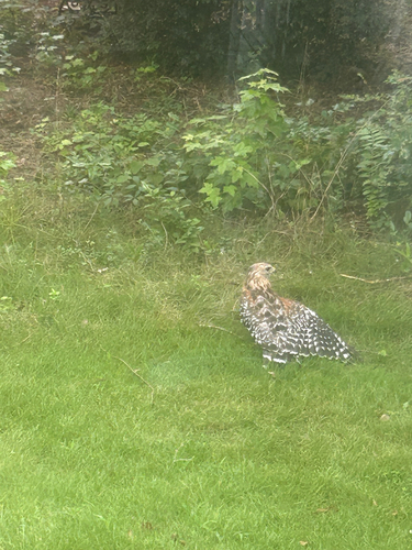 Red-shouldered Hawk observed by rangermolly