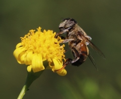 Eristalinus