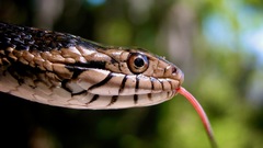 Nerodia fasciata image