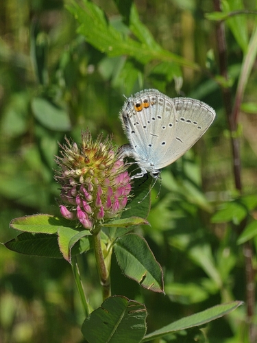 Short-tailed Blue