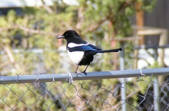 Pica hudsonia