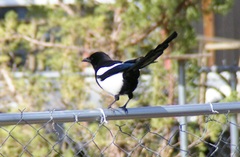 Pica hudsonia