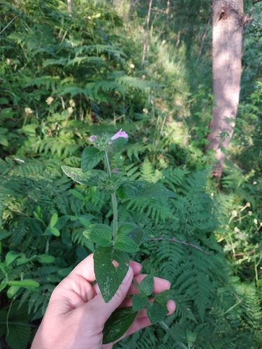 Наблюдение на iNaturalist