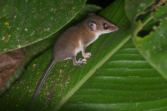 Didelphinae