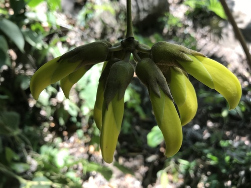 Mucuna sloanei