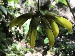 Mucuna sloanei