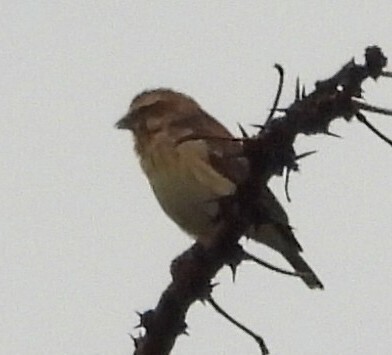 Reichenow's Seedeater (Crithagra reichenowi)