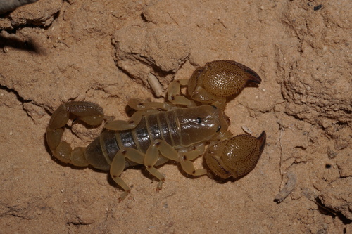 Scorpio punicus